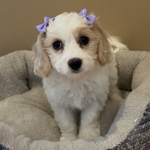 Female Cavachon (Cavalier x Bichon) Born: 7/15/26 $1799.99 USDA# 