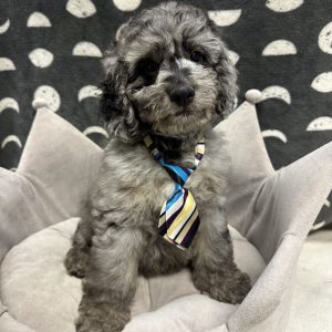 Male Moyendoodle (Moyen Poodle x Goldendoodle) Born: 5/2/25 $1699.99 USDA# 