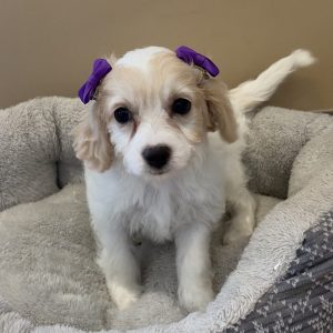 Female Cavachon (Cavalier x Bichon) Born: 7/15/26 $1699.99 USDA# 