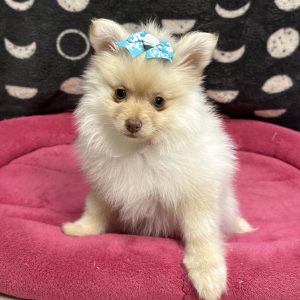 Female Pomeranian Born: 8/15/25 $2199.99 USDA# 47-B-0126