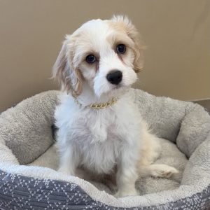 Male Cavachon (Cavalier x Bichon) Born: 7/15/26 $1699.99 USDA# 