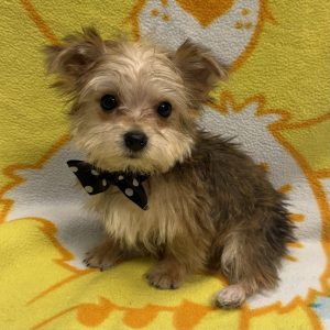 Male Morkie (Maltese x Yorkie)   Born: 3/6/26 SALE! Originally: $1999.99 - $100 Now: $1899.99! USDA# 48-A-2193