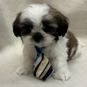 Male Shih Tzu Born: 1/17/26 $1899.99 USDA# 47-B-0126