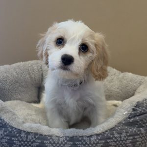 Male Cavachon (Cavalier x Bichon) Born: 7/15/26 $1799.99 USDA#