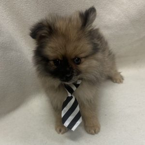 Male Pomeranian Born: 1/14/26 $2499.99 USDA# 47-B-0126