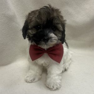 Male Havapoo x Havanese) Born: 1/15/26 $1799.99 USDA# 47-B-0126