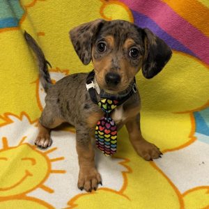 Male Chiweenie (Chihuahua x Dachshund) Born: 7/4/26 $1999.99 USDA# 47-B-0126