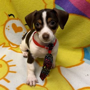 Male Chiweenie (Chihuahua x Dachshund) Born: 7/4/26 $2099.99 USDA# 47-B-0126
