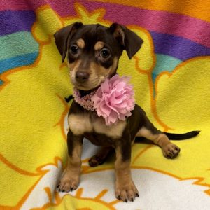 Female Chiweenie (Chihuahua x Dachshund) Born: 7/4/26 $1999.99 USDA# 47-B-0126