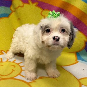 Female Cavachon (Cavalier x Bichon) Born: 7/8/26 $1799.99 USDA# 47-B-0126