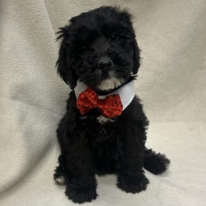 Male Bernedoodle Born: 1/14/26 $1899.99 USDA# 48-A-0366
