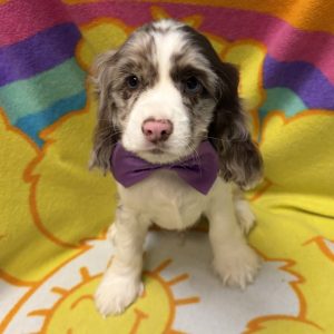 Male Cocker Spaniel Born: 7/5/26 $2199.99 USDA# 47-B-0126 