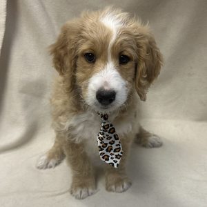 Male Bernedoodle Born: 1/12/26 $2199.99 USDA# 48-A-0366