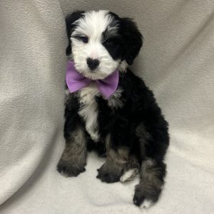 Male Bernedoodle Born: 1/14/26 $2199.99 USDA# 48-A-0366