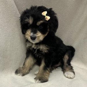 Female Bernedoodle Born: 1/12/26 $2199.99 USDA# 48-A-0366