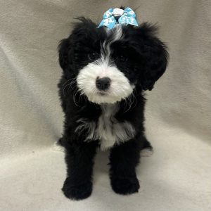 Female Bernedoodle Born: 1/14/26 $2199.99 USDA# 48-A-0366
