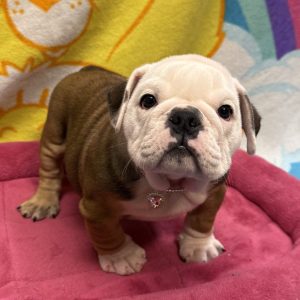 Female English Bulldog  Born: 4/20/26  $4699.99  USDA# 48-A-0778