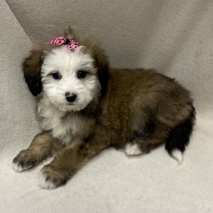 Female Bernedoodle Born: 1/14/26 $2199.99 USDA# 48-A-0366