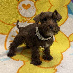 Female Miniature Schnauzer  Born: 4/17/26  $1999.99  USDA# 73-A-1398