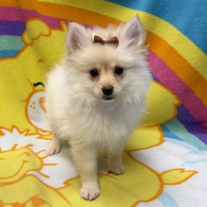 Female Pomeranian Born: 6/27/26 $2199.99 USDA# 47-B-0126