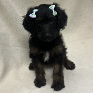 Female Mini Goldendoodle Born:  1/9/26 $1499.99 USDA# 48-A-0366