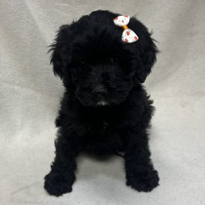 Female Bernedoodle Born: 1/14/26 $1899.99 USDA# 48-A-0366