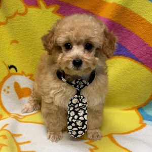 Male Poodle Born: 7/10/26 $2099.99 USDA# 47-B-0126