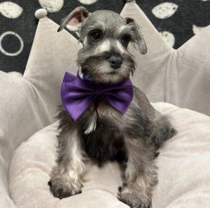 Male Mini Schnauzer Born: 4/21/25 SALE! Originally: $1899.99 $1000 OFF! Now: $699.99!