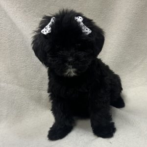 Female Mini Bernedoodle Born: 1/12/26 $2099.99 USDA# 48-A-0366
