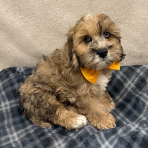 Male Cockapoo  Born 8/18/25  $1699.99  USDA# 48-A-2193