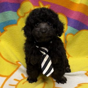 Male Poodle Born: 7/10/26 $1899.99 USDA# 47-B-0126