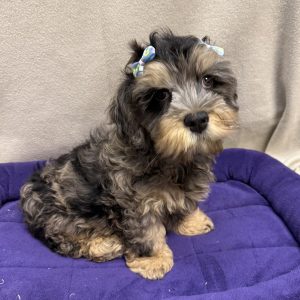 Female Cockapoo  Born 8/18/25  $1699.99  USDA# 48-A-2193