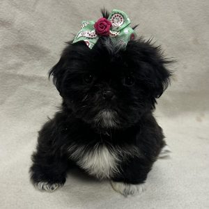 Female Shih Tzu Born: 1/21/26 $2099.99 USDA# 47-B-0126