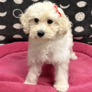 Female F1BB Goldendoodle (F1B Goldendoodle x Mini Poodle) Born: 8/18/25 $1899.99 USDA# 47-B-0126