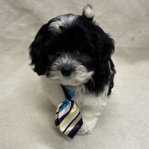 Male Pooshi (Poodle x Shih Tzu) Born: 1/22/26 $1899.99 USDA# 47-B-0126
