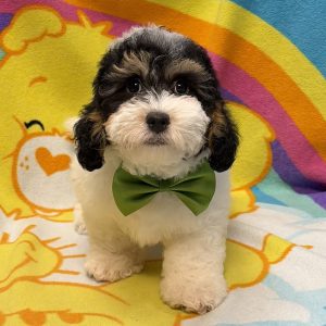 Male Mini Bernedoodle Born: 7/1/26 $2499.99 USDA# 47-B-0126