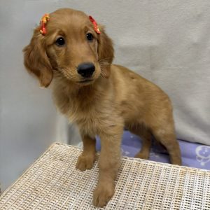 Female Golden Retriever   Born 8/5/25  $2299.99-$400 $1,899.99   USDA #48-A-0366