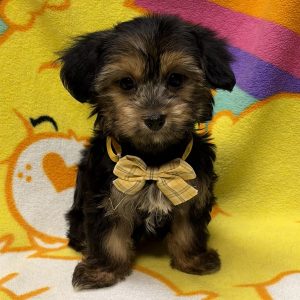 Male Havashire (Havanese x Yorkshire Terrier) Born: 7/4/26 $2099.99 USDA# 47-B-0126