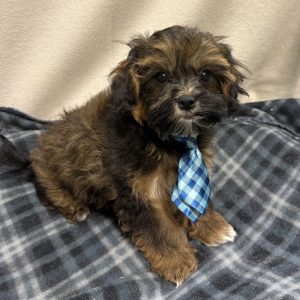Male Malshipoo  (Maltese/Shih Tzu/Poodle)  Born 8/10/25  $1599.99  USDA #48-A-0366