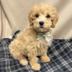 Male Moyen Goldendoodle (F1B)  Born 8/13/25  $1599.99  USDA #48-A-0366