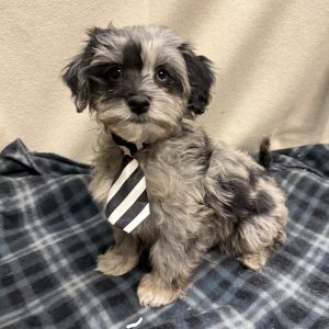 Male Malshipoo (Maltese/Shih Tzu/Poodle)  Born 8/22/25  $1699.99  USDA #48-A-0366