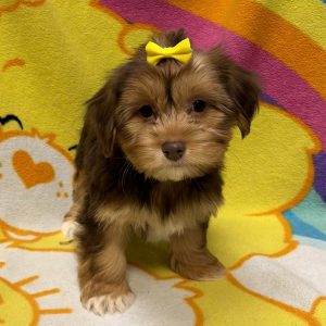 Female Havashire (Havanese x Yorkshire Terrier) Born: 7/4/26 $1899.99 USDA# 47-B-0126