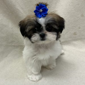 Female Shih Tzu Born: 1/17/26 $2199.99 USDA# 47-B-0126
