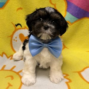 Male Shorkie (Shih Tzu x Yorkie) Born: 7/17/26 $1999.99 USDA# 47-B-0126