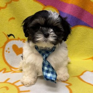 Male Shorkie (Shih Tzu x Yorkie) Born: 7/17/26 $1999.99 USDA# 47-B-0126
