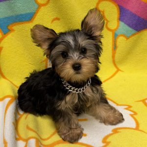 Male Yorkshire Terrier Born: 6/28/26 $2699.99 USDA# 47-B-0126