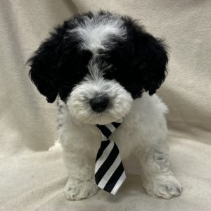 Male Mini Bernedoodle Born: 1/21/26 $2299.99 USDA# 47-B-0126
