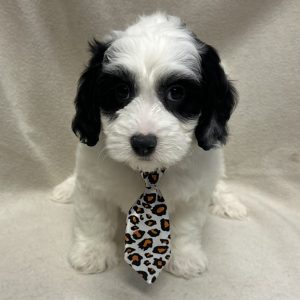 Male Mini Bernedoodle Born: 1/21/26 $2199.99 USDA# 47-B-0126