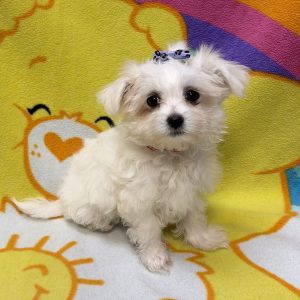 Female Maltese Born: 7/12/26 $2099.99 USDA# 73-A-2831