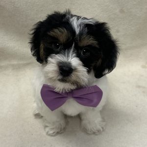 Male Shorkiepoo (Yorkie x Poodle/Shih Tzu) Born: 1/25/26 $1899.99 USDA# 47-B-0126